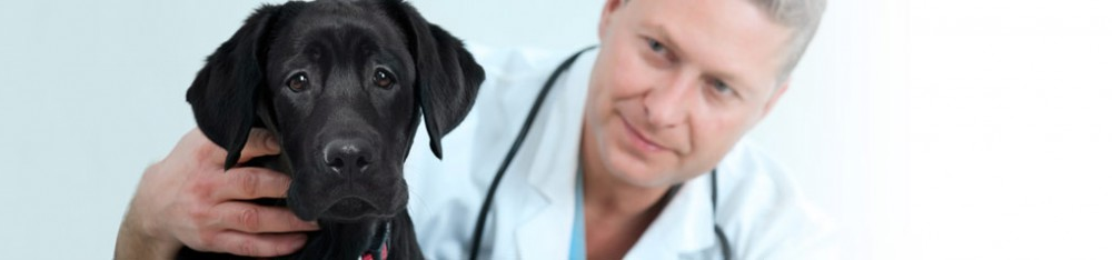 Registro de medicamentos veterinarios 